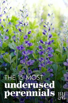 purple flowers with the words, the 15 most underhused perennials on it