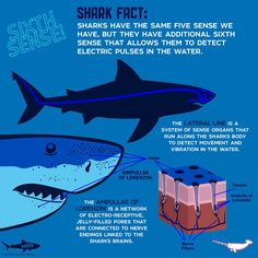 sharks have the same number of teeth that they can use for their mouthwashes