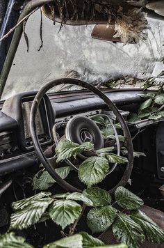 the interior of an abandoned car with plants growing out of it's dash board