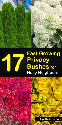 different types of plants with the words 17 fast growing privacy bushes for non - neighborss