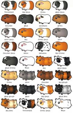 an image of guineas with different colors and sizes on them, all in the same row