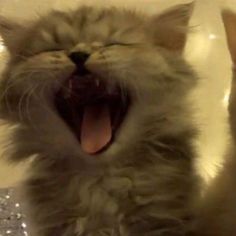 a cat with its mouth open and it's teeth wide open, yawning