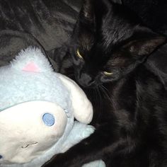 a black cat laying next to a stuffed animal