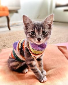 a cat wearing a sweater sitting on top of a cushion