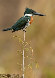 a small bird sitting on top of a plant in the wild with it's beak open