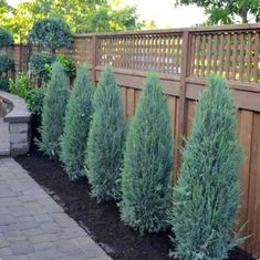 a row of trees next to a wooden fence