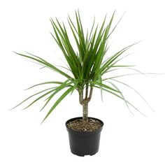 a small palm tree in a black pot