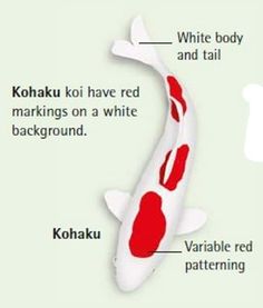 the kohaki fish is labeled in red and white