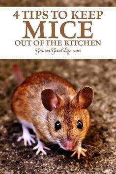 a mouse with the words 4 tips to keep mice out of the kitchen