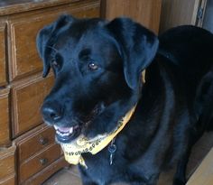 a black dog wearing a yellow bandana standing in front of a dresser with drawers