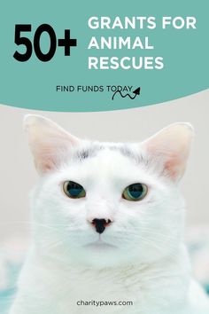 a white cat with the words 50 + grants for animal rescue find finds today