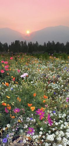 a field full of flowers with the sun setting in the background