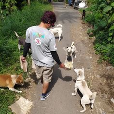 a man walking down a dirt road with three dogs and one is holding something in his hand