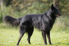 a large black dog standing on top of a lush green field with trees in the background