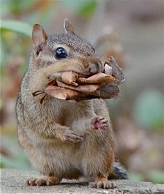 a small squirrel eating a piece of wood