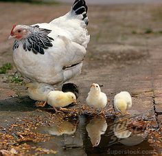 a group of chickens standing next to each other on the ground with water in front of them