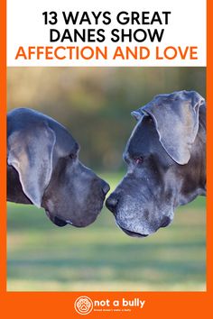 two dogs are touching noses with the words 13 ways great danes show affection and love