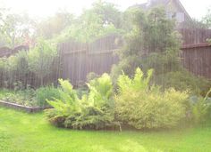 the sun shines through the trees and grass in this backyard garden with lush green plants