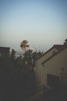 a palm tree in front of a city skyline