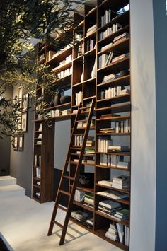 an olive tree is in front of a bookshelf with ladders and shelves