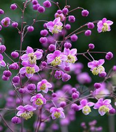 small purple flowers are blooming in the garden