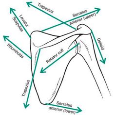 an image of the bones and their major structures, labeled in green arrows pointing to each other