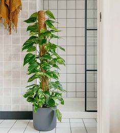 a potted plant sitting on top of a white tiled floor next to a shower