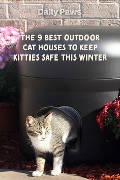 a cat that is standing in front of a potted plant with the words, the 9 best outdoor cat houses to keep kittens safe this winter