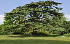 a large pine tree in the middle of a park