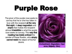 a purple rose with the caption's description in english and an image of it