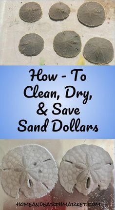 how to clean, dry and save sand dollars with the help of handmade clay