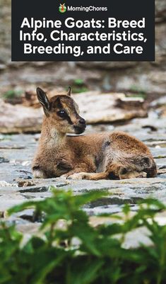 a deer laying on top of a rocky ground next to grass and rocks with the words alpine goats breed info, characteristics, breeding and care