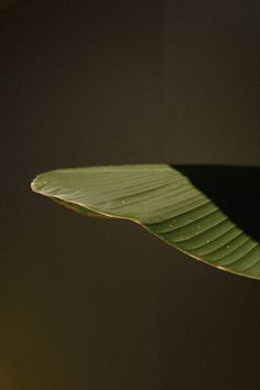 a banana leaf with water droplets on it's surface in the dark night light