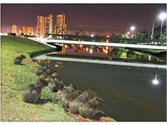 several baboons are sitting on the bank of a river at night with city lights in the background