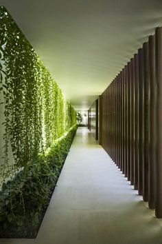 the instagram page on instagram shows an image of a hallway lined with plants