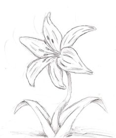 a pencil drawing of a flower in the water