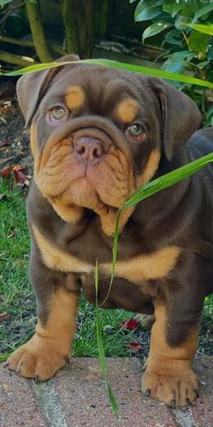 a brown and black dog standing on top of a brick floor next to green plants