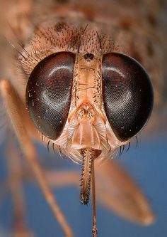 a close up view of the eyes and head of a fly with long, thin legs