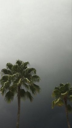 three palm trees in the foreground with a dark sky behind them and clouds overhead