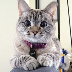 a cat sitting on top of a table with a purple collar around it's neck