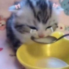 a kitten eating out of a yellow bowl with a spoon in it's mouth