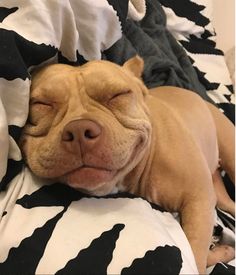 a brown dog sleeping on top of a black and white blanket