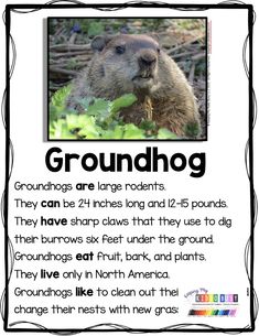 groundhogs are large rodents they can be 2 inches long and 12 pounds tall