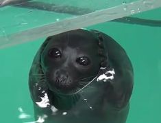 a baby seal is swimming in the water