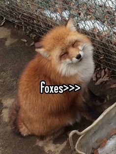 a fox sitting next to a fence with the caption foxes > > >