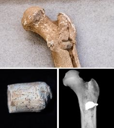 three different views of the same bone