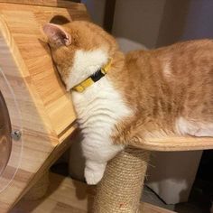 an orange and white cat laying on top of a scratching post