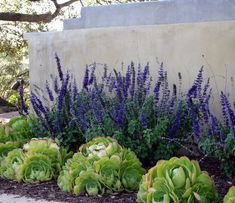 some purple flowers and green plants in front of a wall