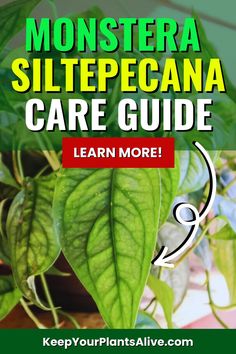 a green plant with the words monstera silepecanna care guide learn more