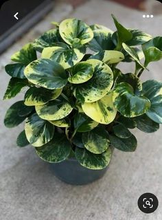 a potted plant with green and yellow leaves